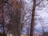 Złockie